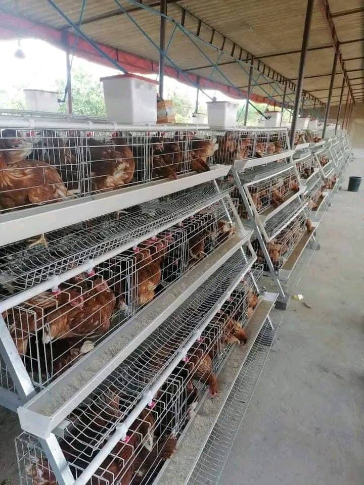 A Type Layer Chicken Cage